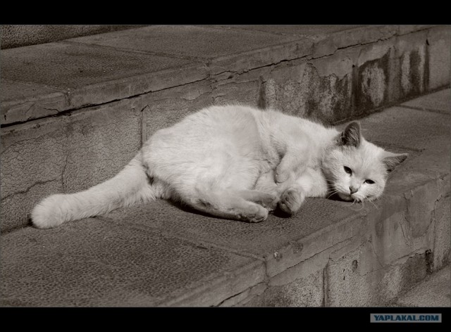 Котовторник (13.01)