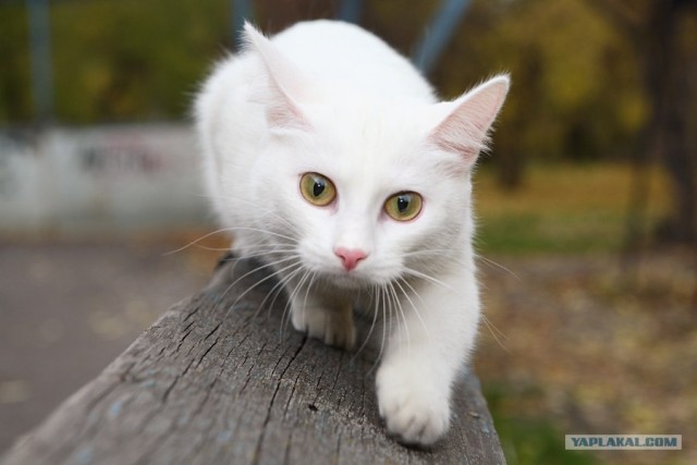 Котовторник ужасов (36 фот)