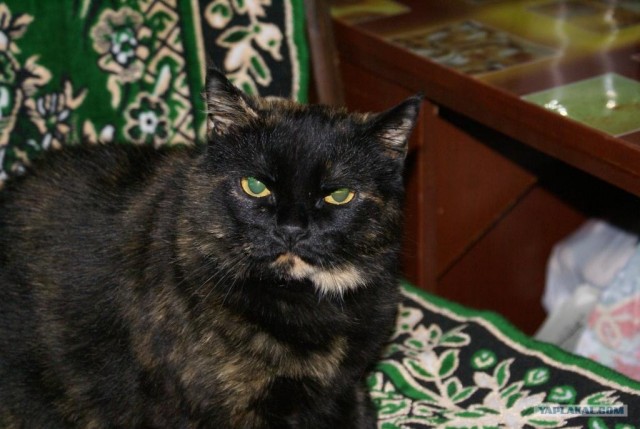 Ура, котовторник!