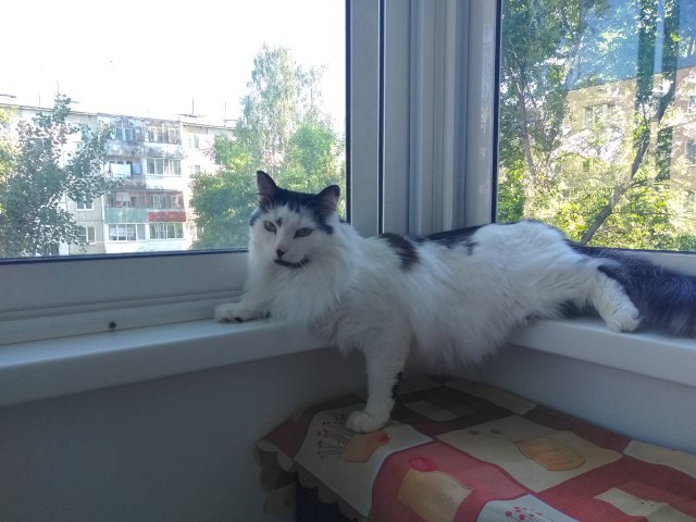 Кошки или собаки?