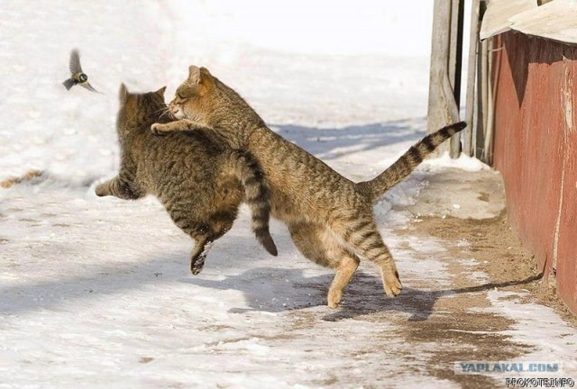 КотоОхота