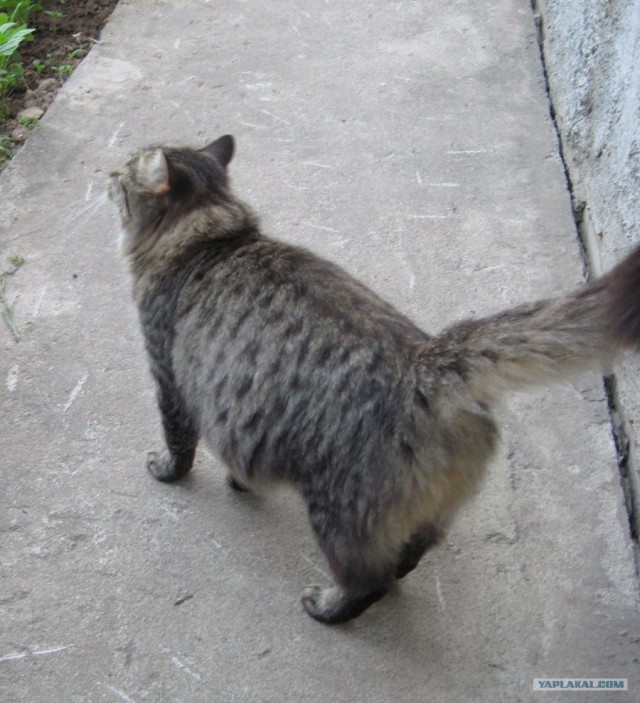 Котовторник, для любителей кошек