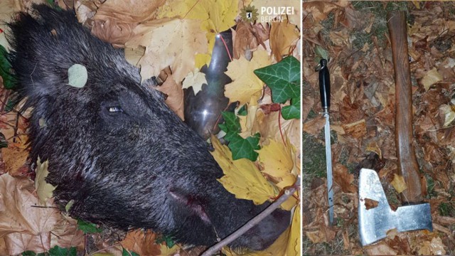 Берлинский пенсионер хотел мяса. Он пошел в лес, забил кабана и попался полиции