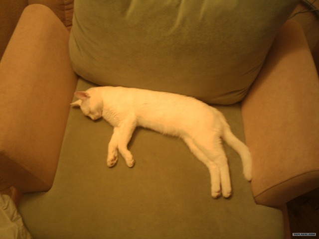 Котовторник 27.12.11