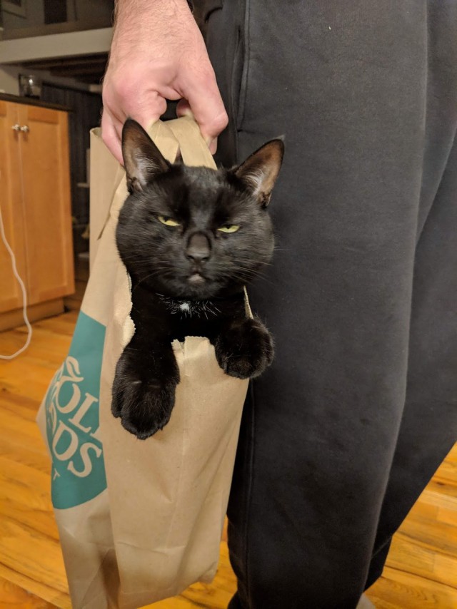 Прикольных котов пост