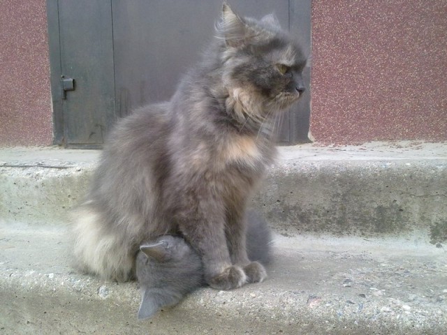 Котовторник 10.04.2012