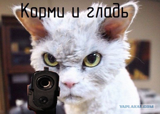 Хвостатый "боец MMA"