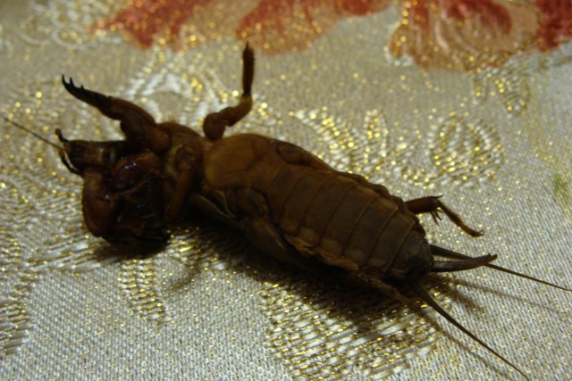 Что это такое? Кто-то знает?