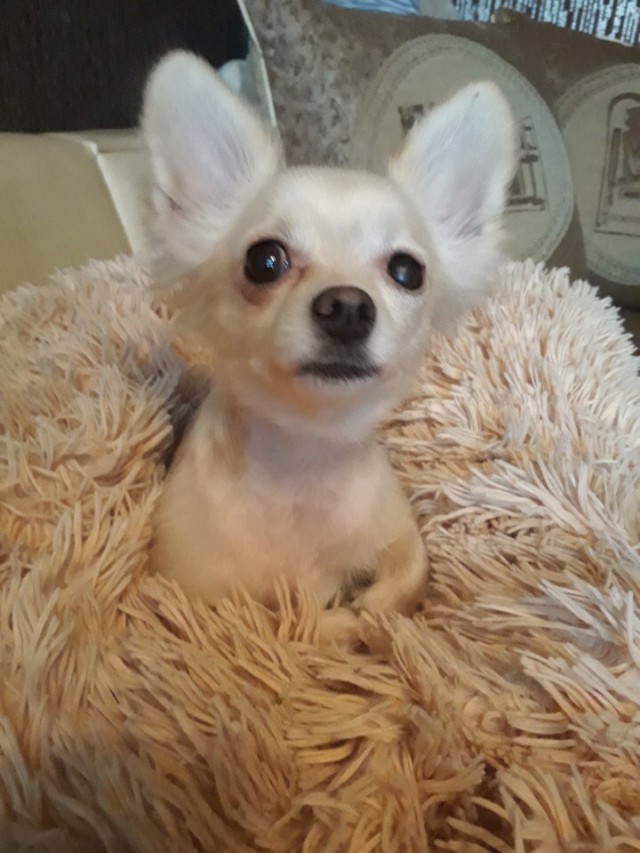 Живность из сети