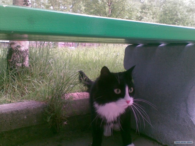 Котовторник на 26.06.12