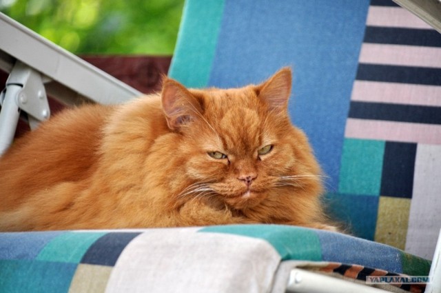Котовторник 10. 07. 2012