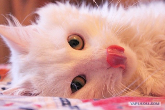 Котовторник 24.07.2012