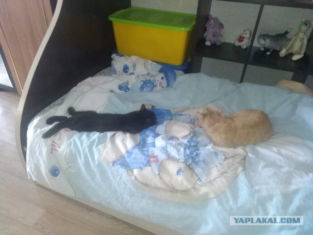 Котовторник 29.01.2019!