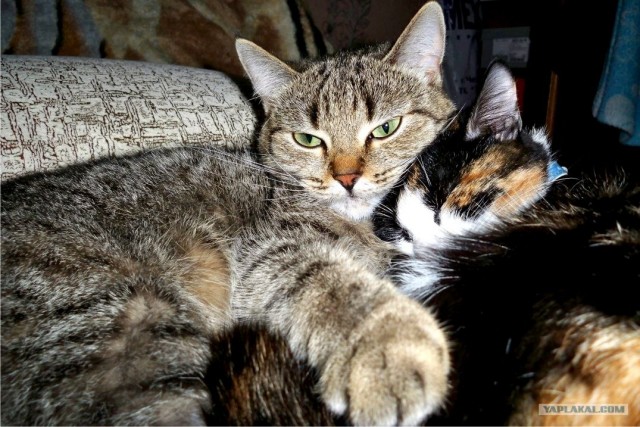 Котовторник  16.10.12