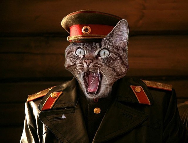 Кот в военной форме фото