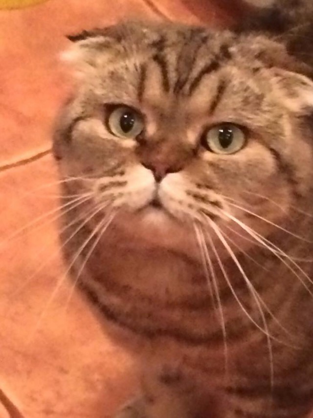 С Днём кошки!