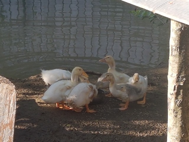 Летние каникулы в деревне. Или как я выводил индюшат