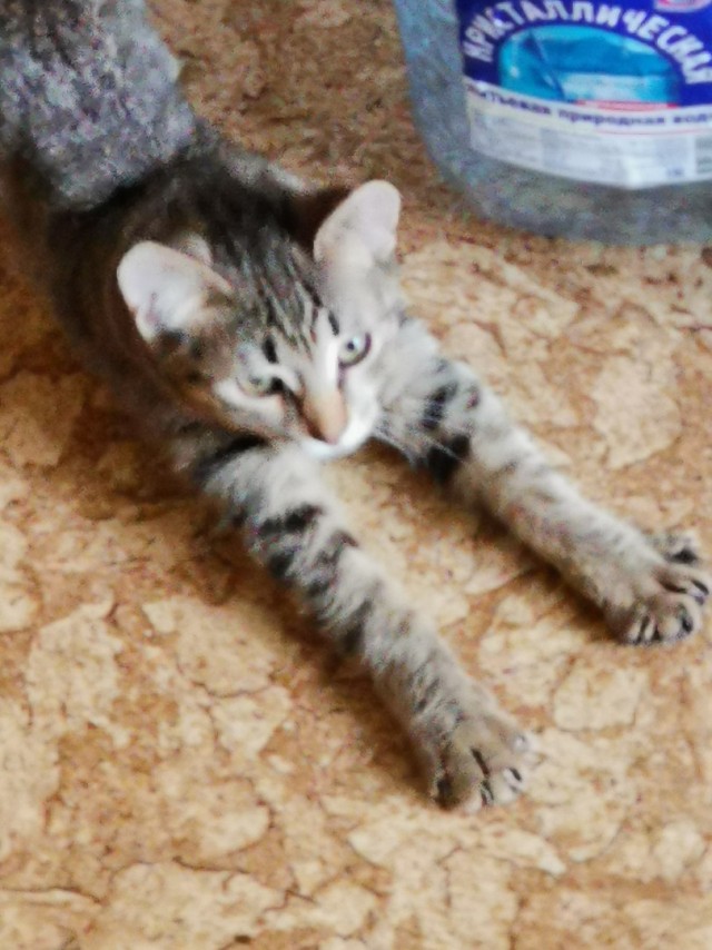 Забавные фото котеек