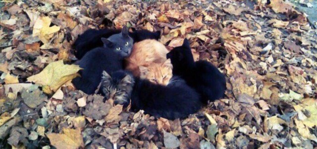Забавные фото котеек