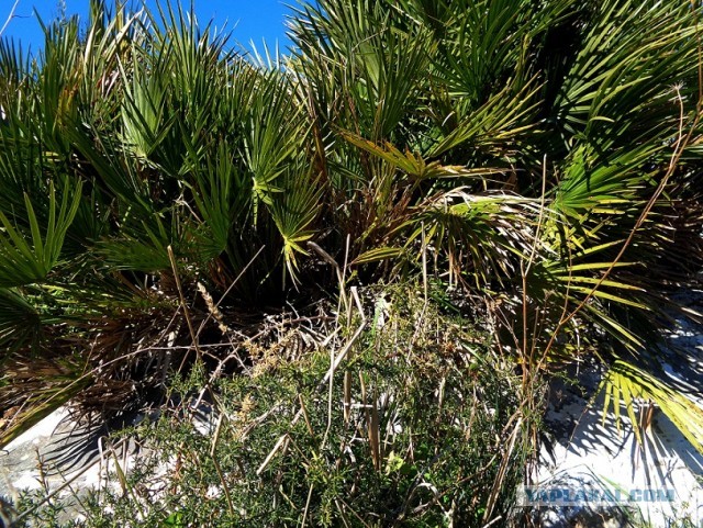 Лапша лугового флота свободного выгула