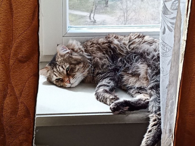 Коты, которые нас порадовали!