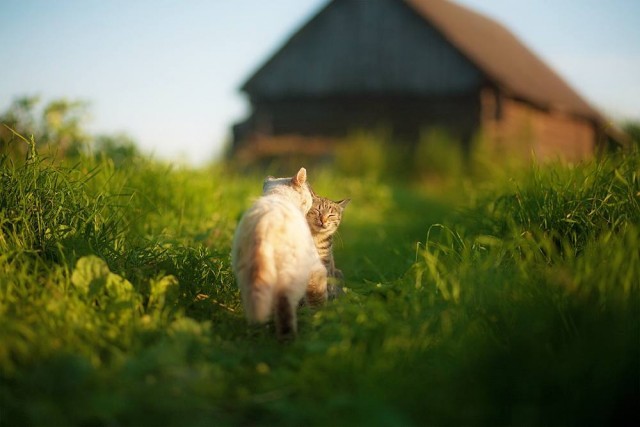 Деревенские котейки