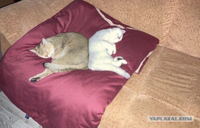 Котовторник 20.10.20