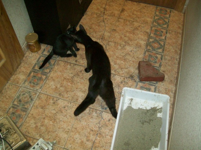 Моя красотка