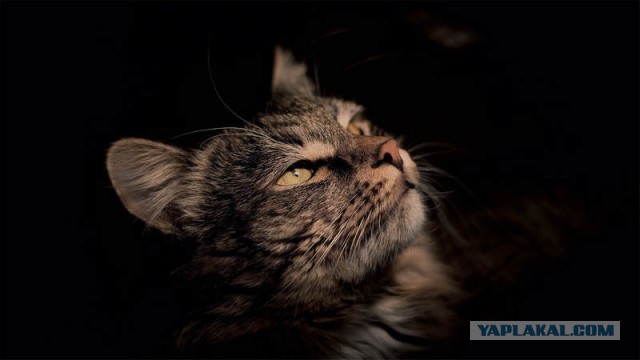 Последний котовторник 2020 года