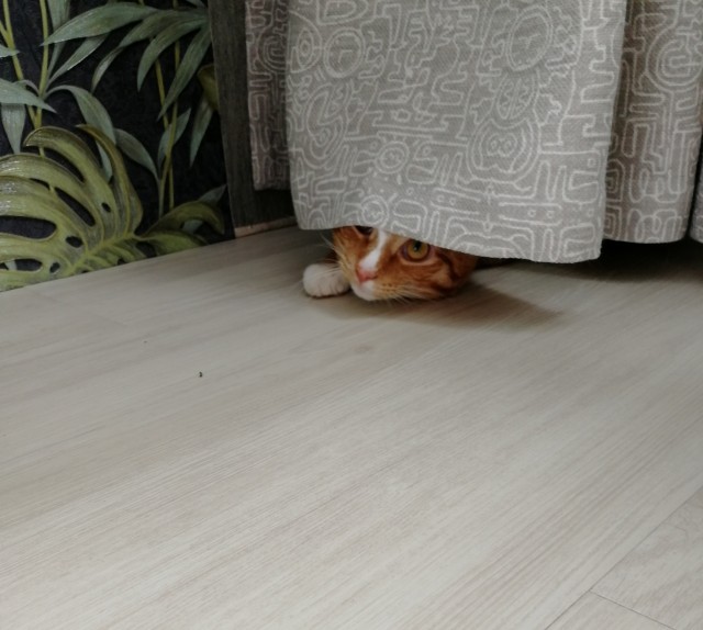 Вторник. Кото-вторник...