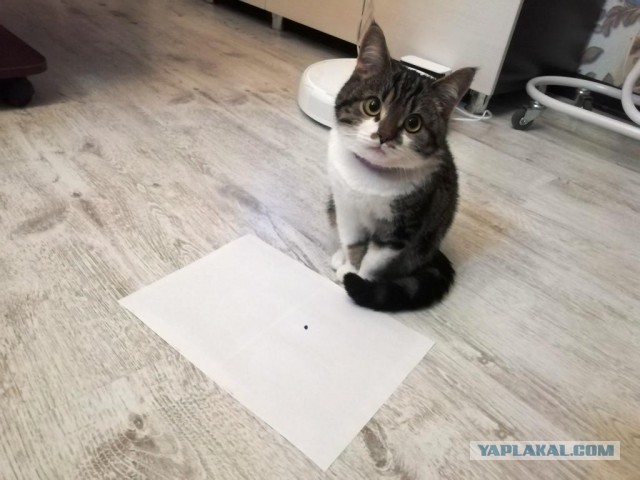 Кот и точка