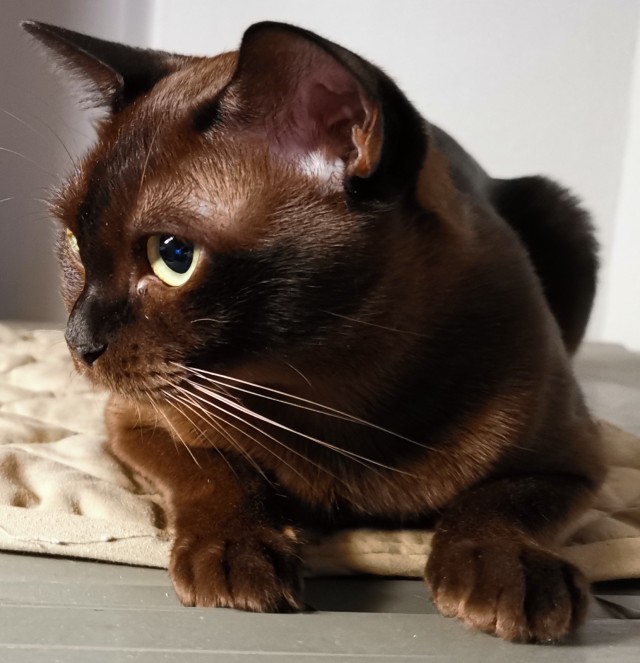 А котовторник уже начался?