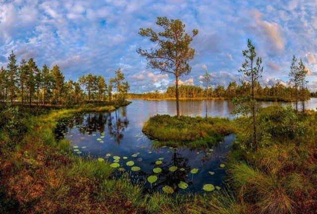 Картинки