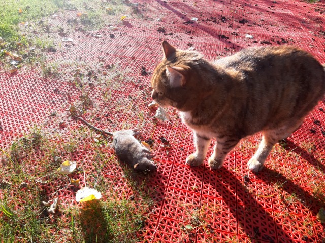 Котовторник 05.10.21 г
