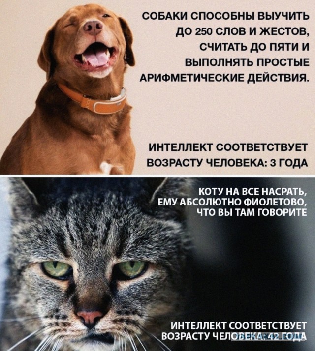 Вот она - преданность!