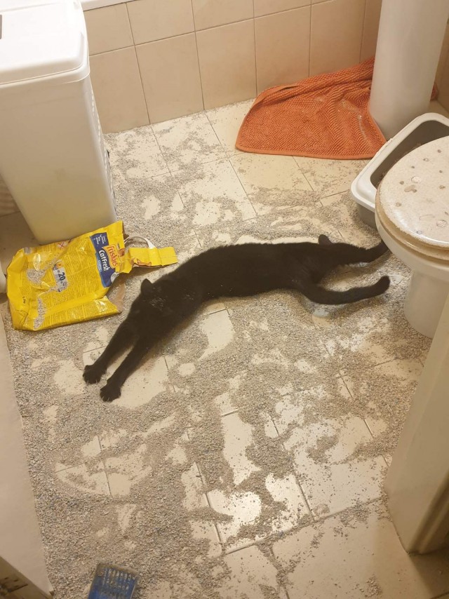 О котах
