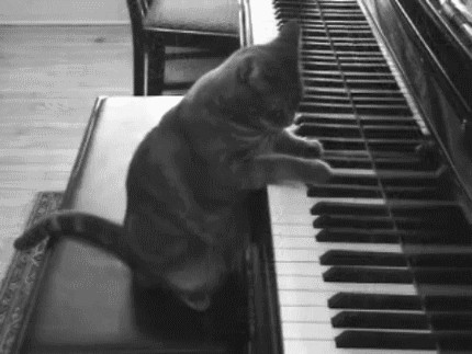 И снова день кошачий!