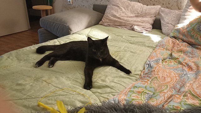 Котовторник 19.07.22
