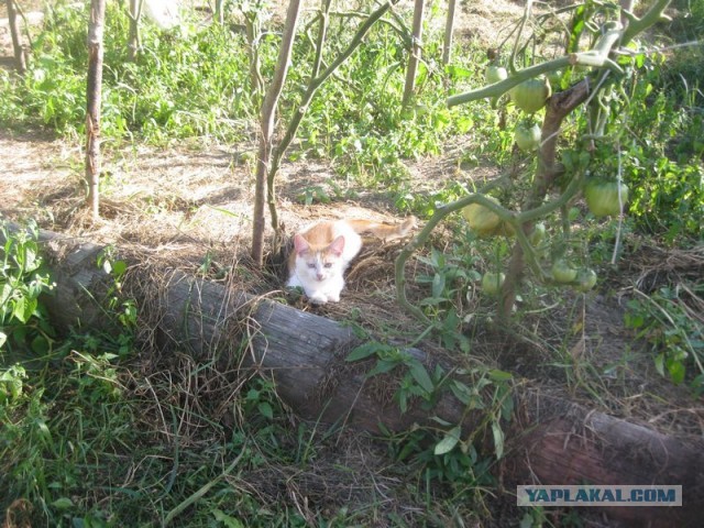 Жизнь домашнего приюта для котеек 410