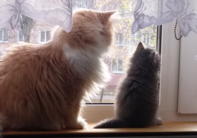 На котовторник
