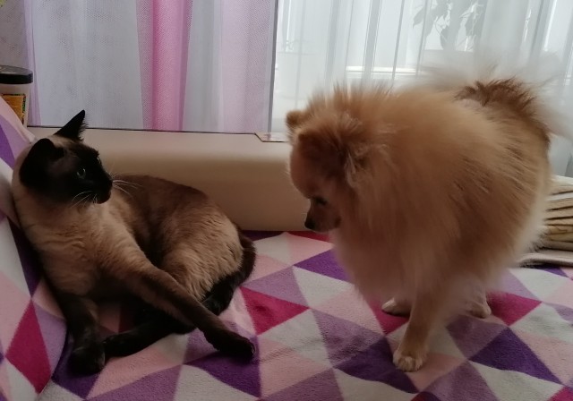 Мой песель по кличке Пуфик