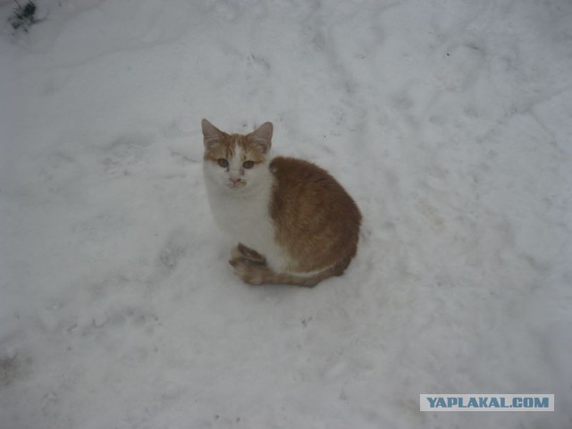 Жизнь домашнего приюта для котеек 424