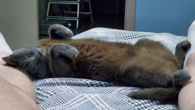 Коточетверг!
