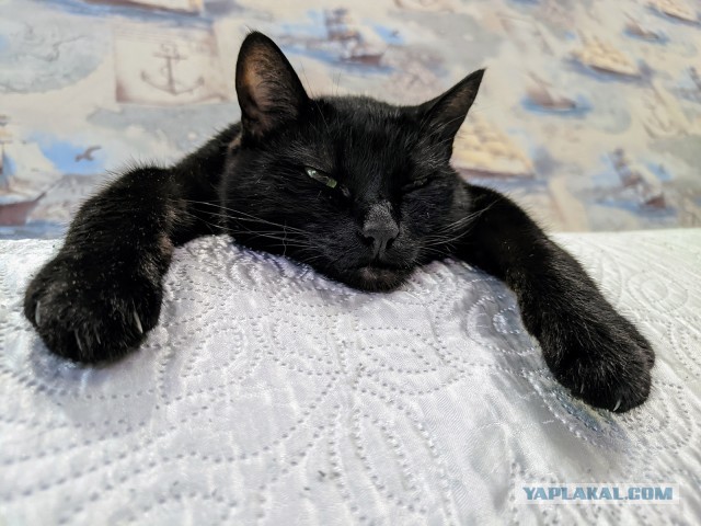 Чёрные коты не такие