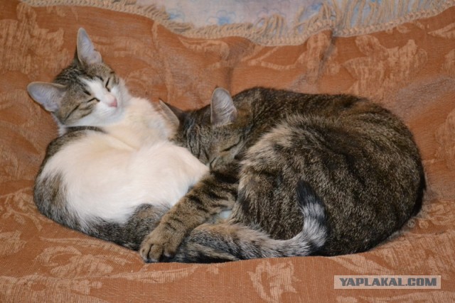 Котовторник 09.04.2013