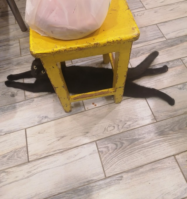 Ловушки для котов