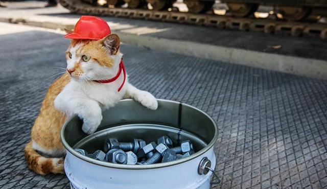 Коты на производстве