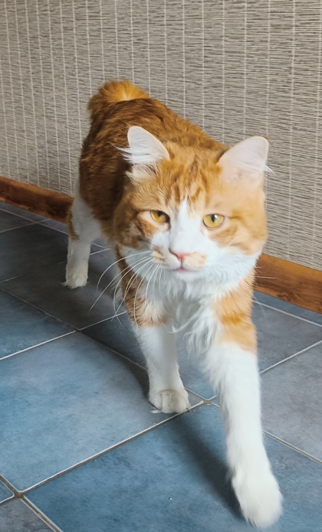 Котовторник. Моему мультяшке 1 год