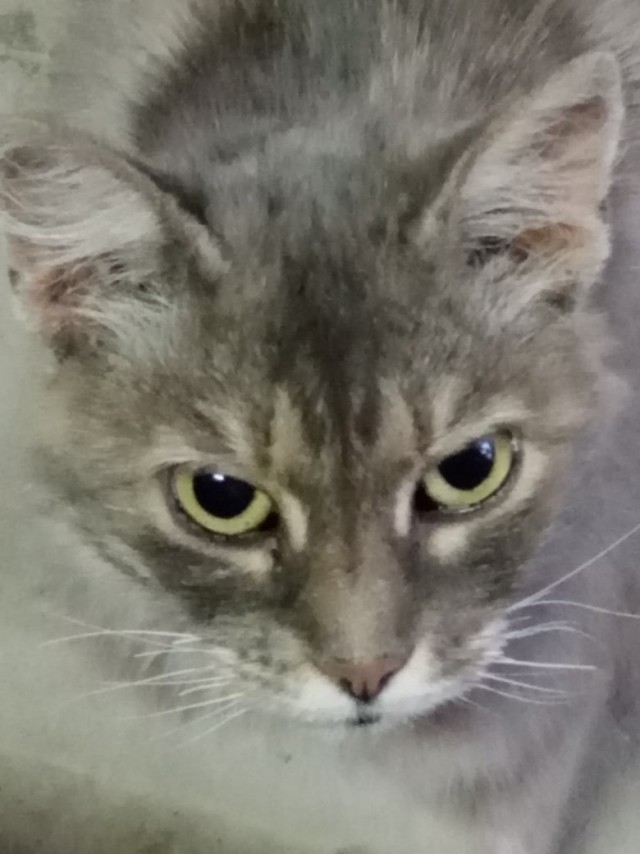 Котики черноморского побережья