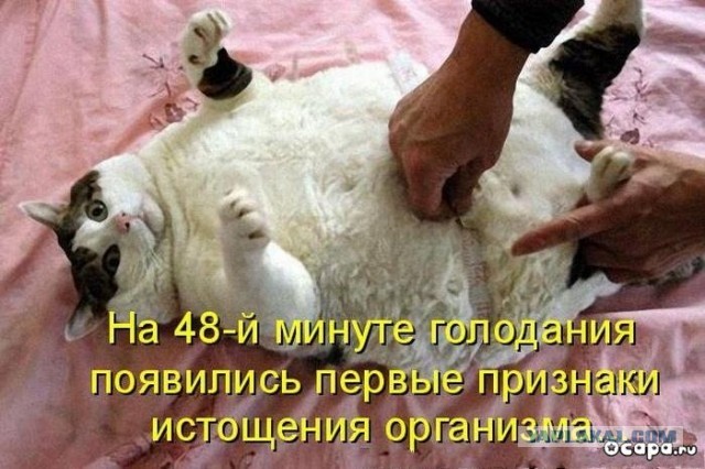 Хищная банда